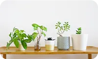 デスクに並べた五つの小さな鉢植え